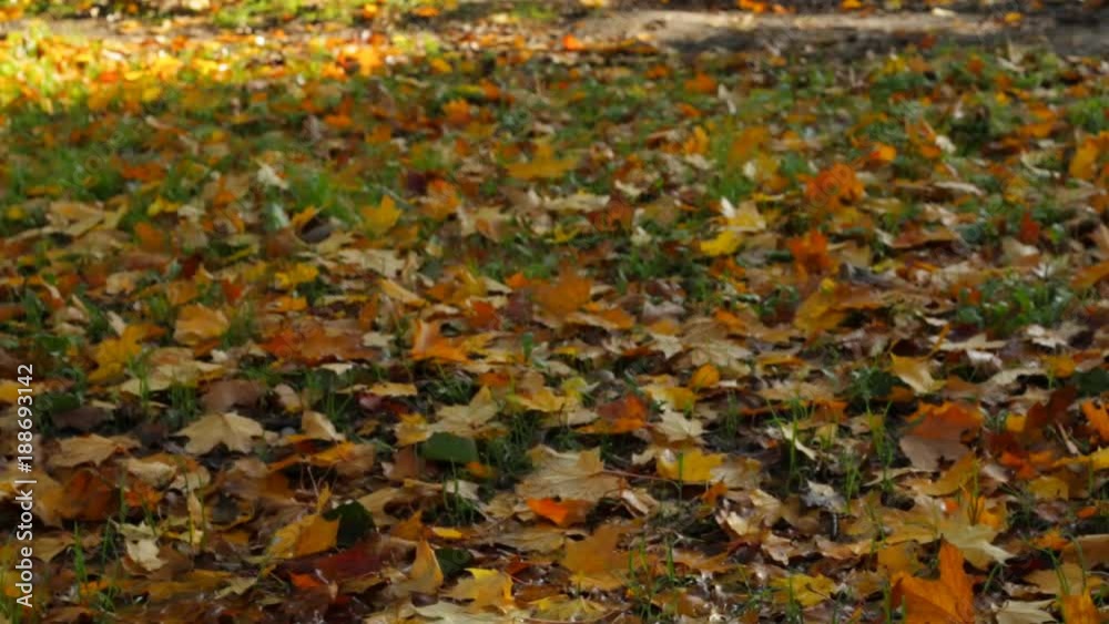 Autumn leaf fall lies on the ground in the forest Autumn leaf fall lies on the ground in the forest