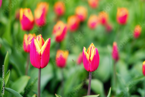 Tulpen als Fr  hlingsbote