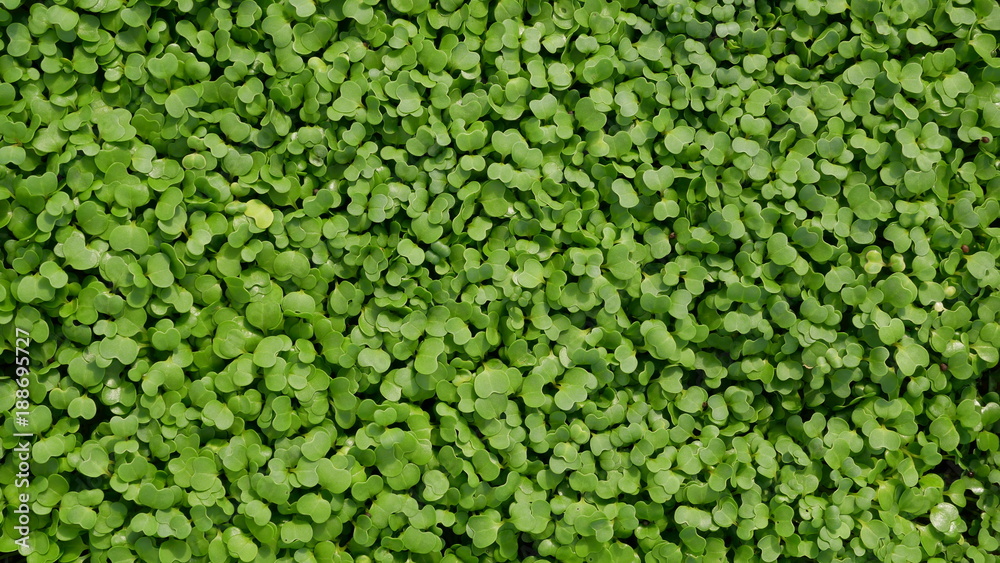Top view growing organic green cos lettuce sapling vegetable plants Top view growing organic green cos lettuce sapling vegetable plants