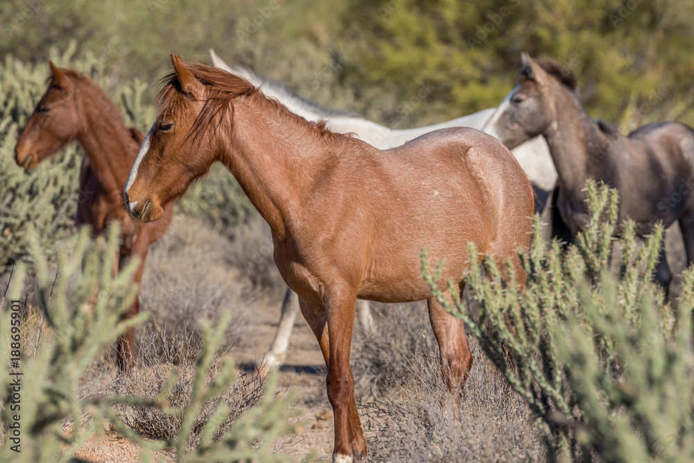 Wild Horses Near the Salt River in the Arizona Desert