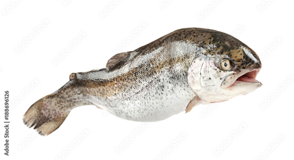 Fototapeta premium Rainbow trout on white background