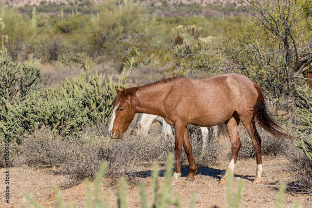 Fototapeta premium Wild Horses Near the Salt River in the Arizona Desert