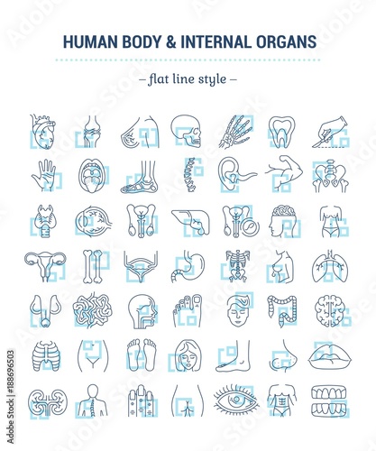 Vector graphic set. Icons in flat, contour, thin, minimal and linear design. Study and structure of person internal organs and a body part. Concept illustration for Web site. Sign, symbol, element.