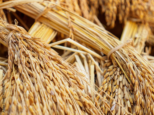 Close-up macro detail of multiple bundles of jasmine rice stalks drying in the sun, ready for processing after a harvest. Korat, Thailand. Travel and agriculture concept. photo