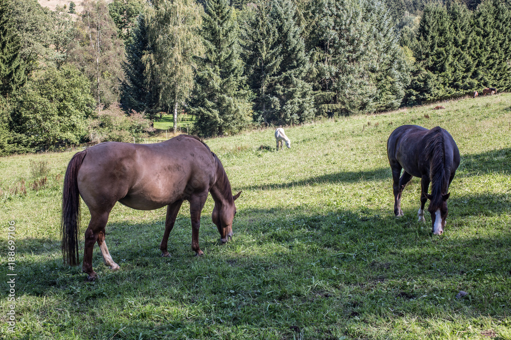 Pferde auf Weide