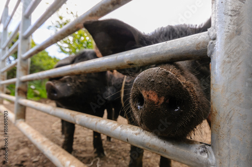 Pigs push their noses through the bars of a field gate photo