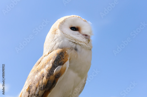 An Irish barn owl against a blue sky