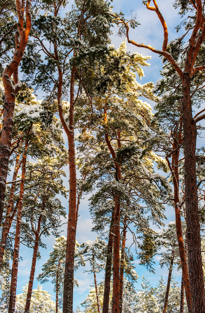 Fototapeta premium sunny day in the forest