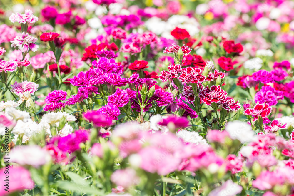 Abstract blurred background of colorful carnation flowers. Abstract blurred background of colorful carnation flowers.