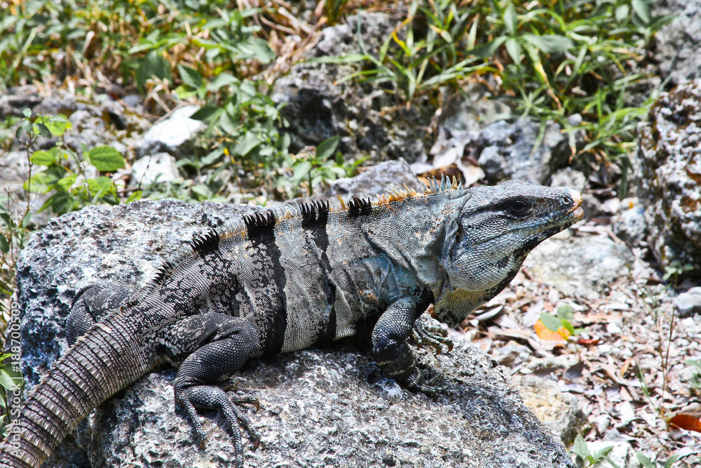 Iguanas of Mexico, easily found all over the island of Cozumel Iguanas of Mexico, easily found all over the island of Cozumel