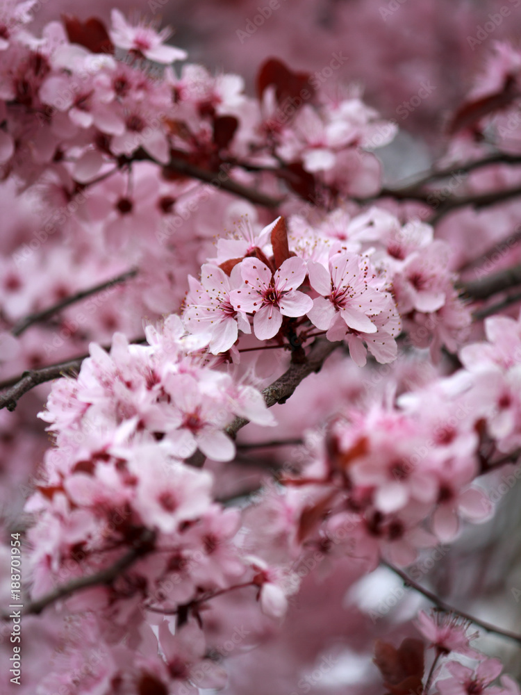 Plum Blossom Branches - beautiful bokeh Plum Blossom Branches - beautiful bokeh