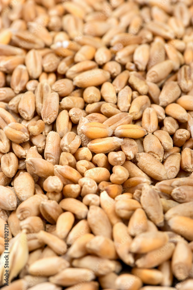 Dry wheat grains Dry wheat grains