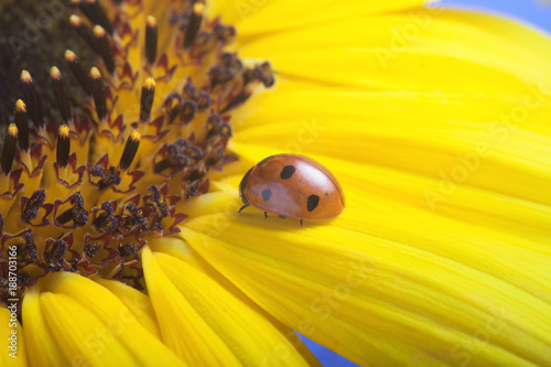 red ladybug on on yellow flower, ladybird creeps on stem of plant in spring in garden in summer