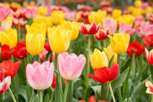 Colorful of tulips blooming in the garden.
