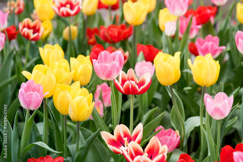 Colorful of tulips blooming in the garden. Colorful of tulips blooming in the garden.