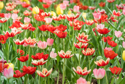 Colorful of tulips blooming in the garden.