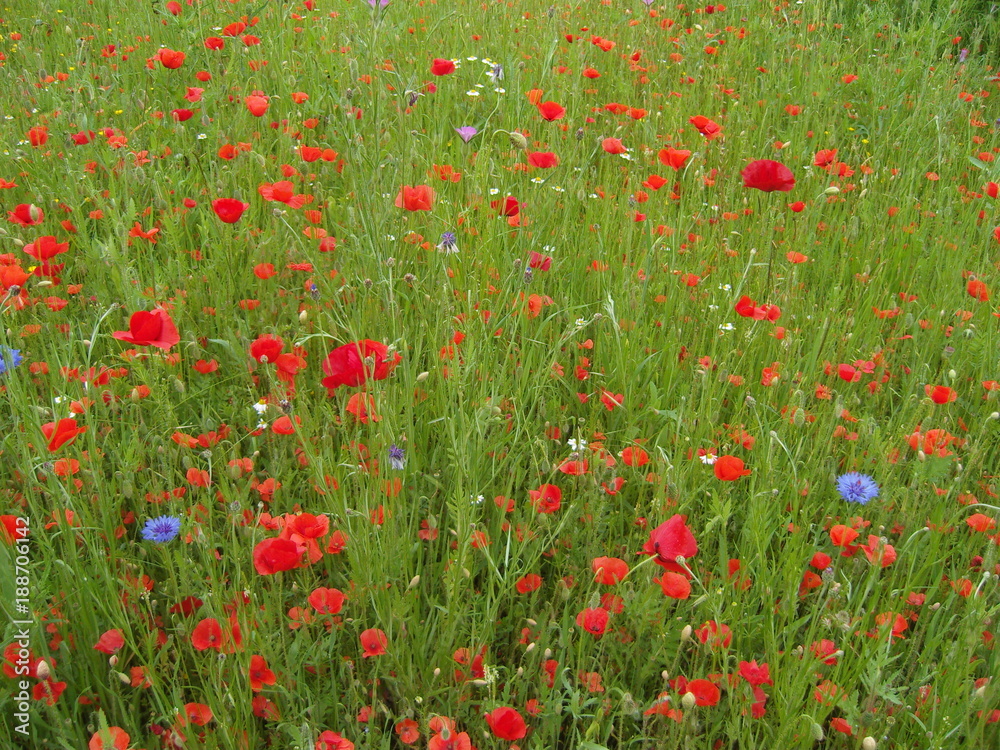 Fototapeta premium SAMSUNG DIGITAL CAMERA