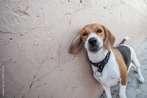 Closed up of beagle dog