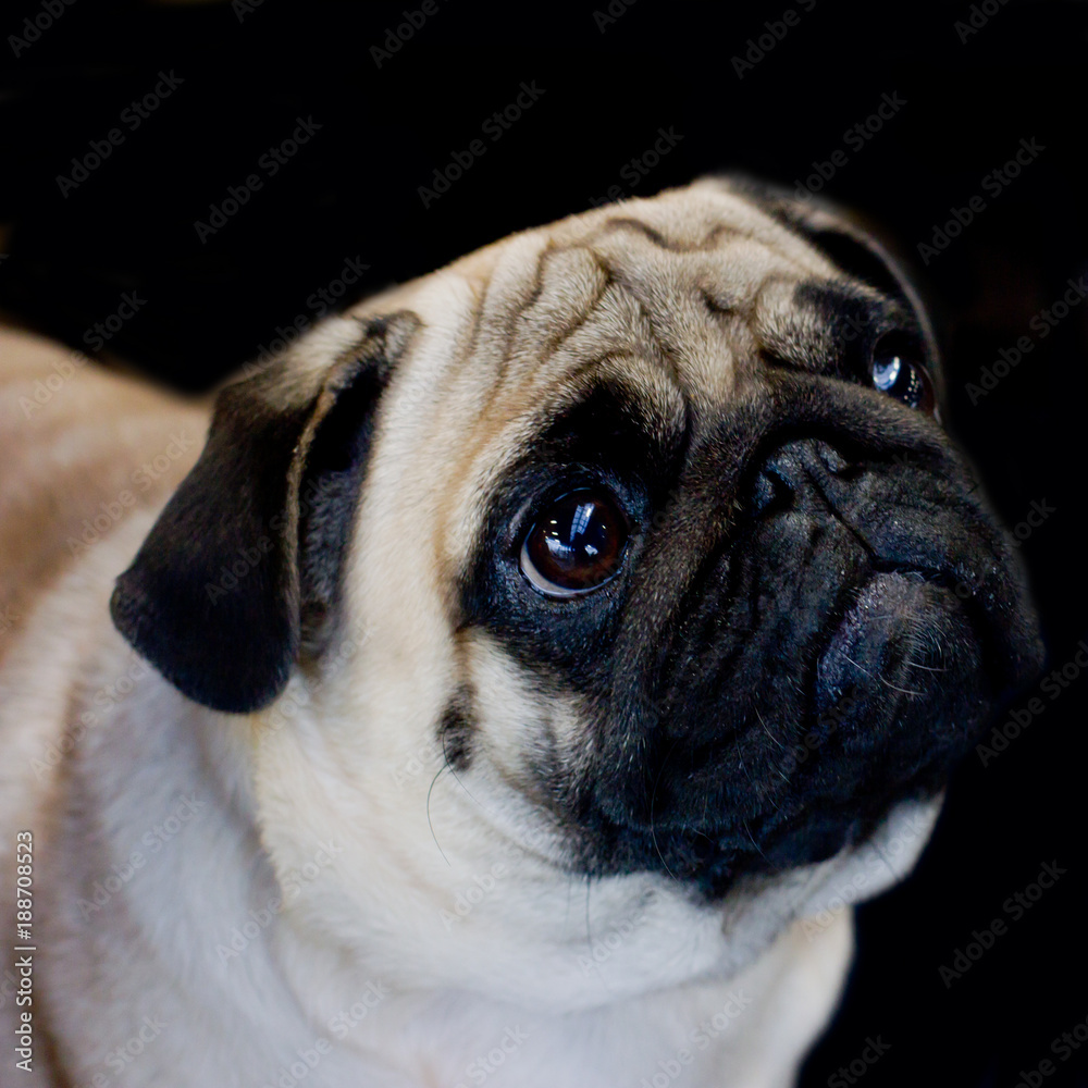 Pug dog close-up on a black background, looking away