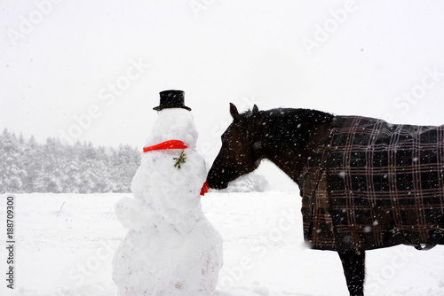 Fototapeta Naklejka Na Ścianę i Meble -  the horse and the snowman, black horse in a blanket snuffing to a funny snowman