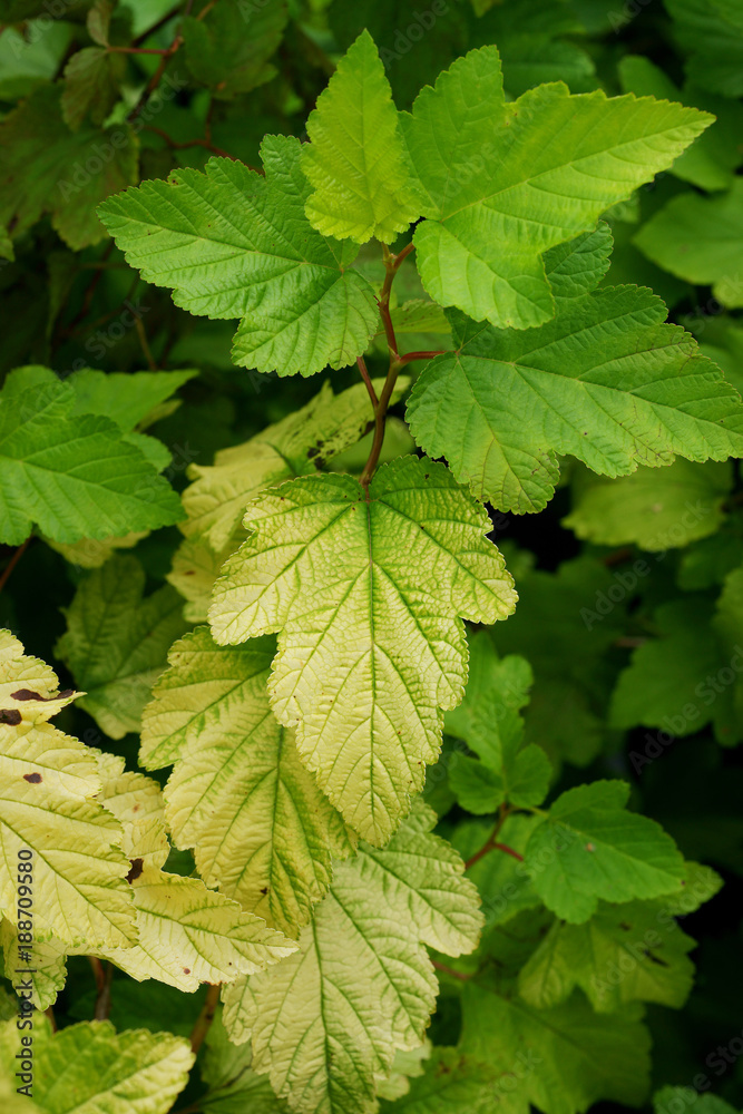 Physiological disease - lack of nutrients on Physocarpus / Chlorosis / Plant nutrition Physiological disease - lack of nutrients on Physocarpus / Chlorosis / Plant nutrition
