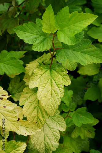 Physiological disease - lack of nutrients on Physocarpus / Chlorosis / Plant nutrition