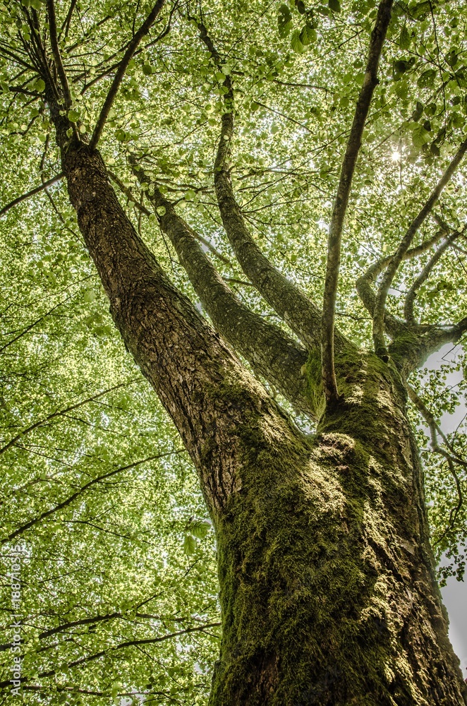Fototapeta premium Old frail tree in summer with very thick branches, wide trunk and lush green leaves