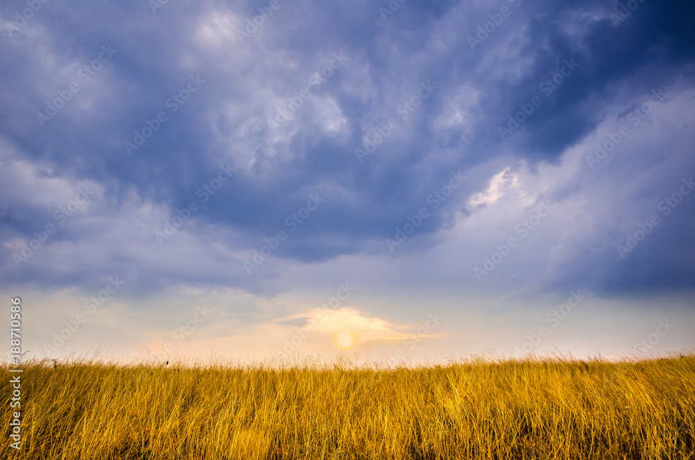 The sun is about to set over a golden field, symmetrically opposed to a wonderful blue sky full of clouds 