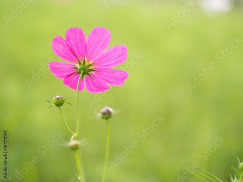 back side pink flower