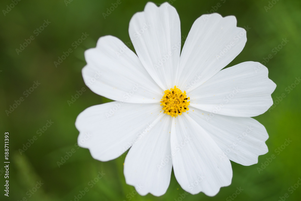 the big white flower the big white flower