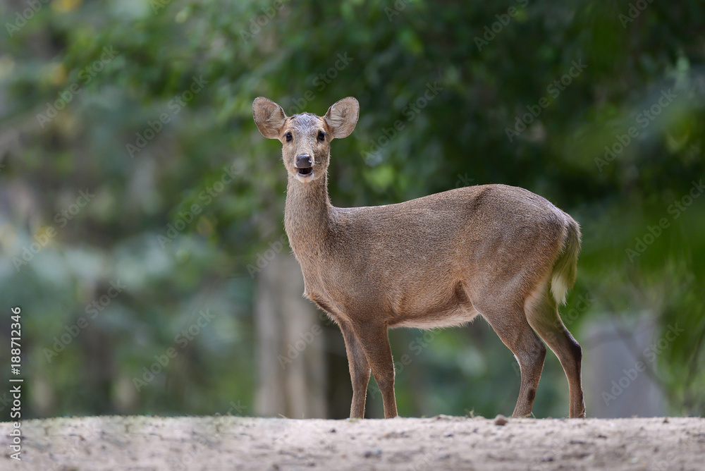 White tailed deer in the forest White tailed deer in the forest