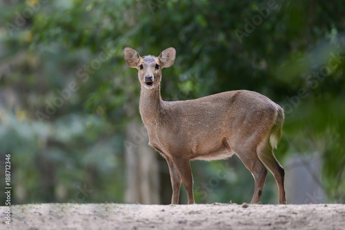 Fototapeta Naklejka Na Ścianę i Meble -  White tailed deer in the forest