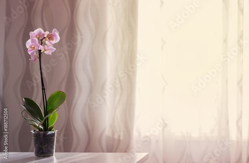Fototapeta Naklejka Na Ścianę i Meble -  orchid on table on the window background