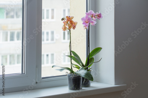 Fototapeta Naklejka Na Ścianę i Meble -  beautiful orchids on windowsill