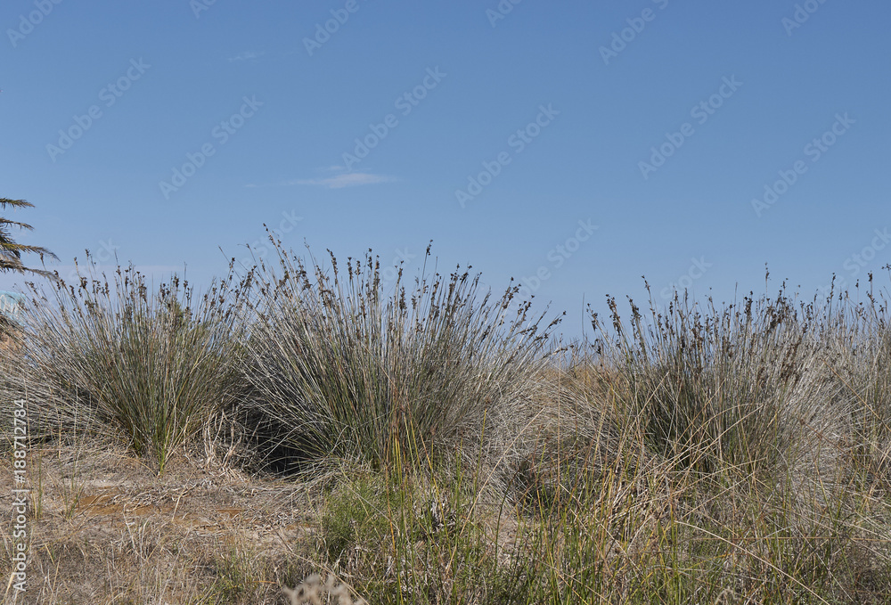 Juncus acutus Juncus acutus