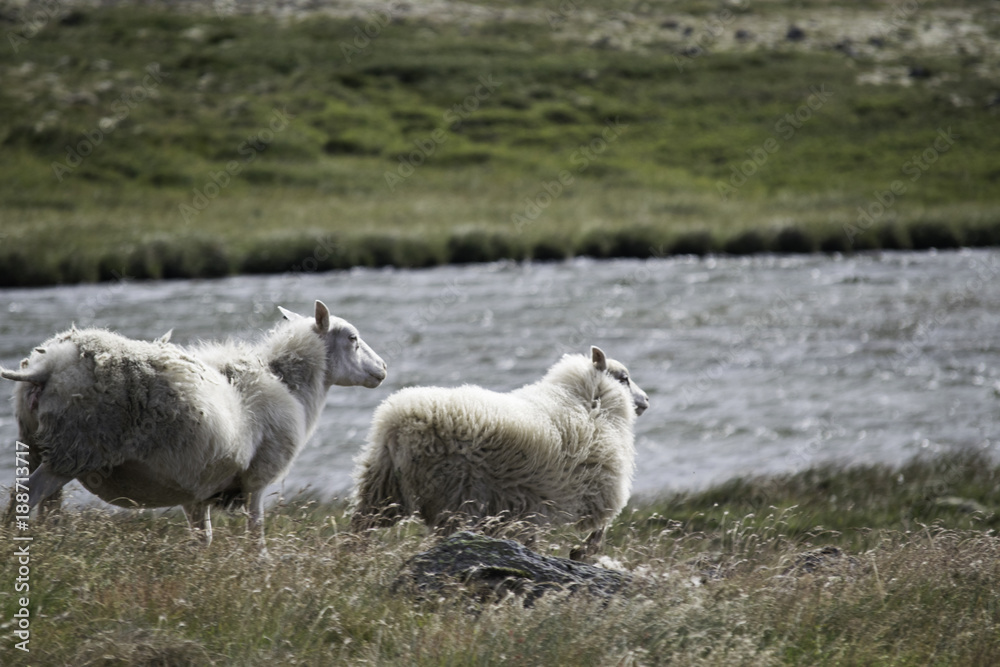 Fototapeta premium Icelandic Sheep