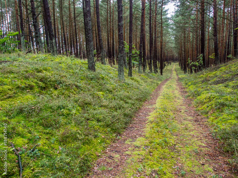 Fototapeta premium Road and forest