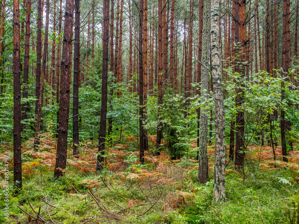 Forest Forest