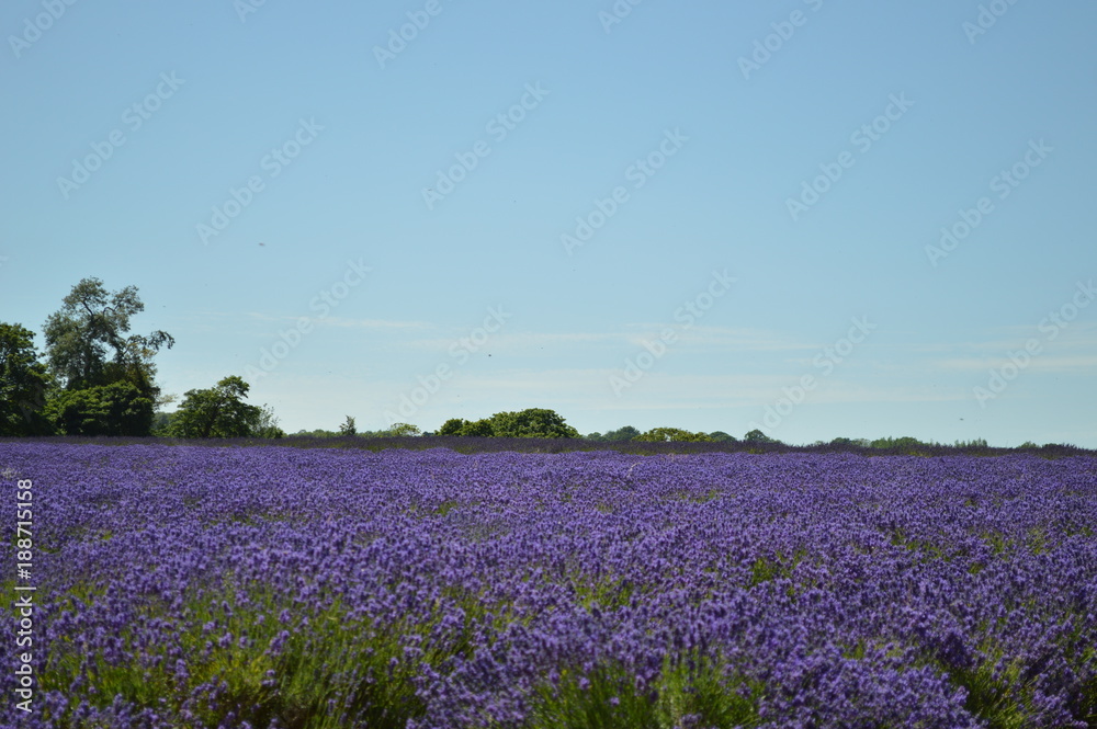 Open Purple Field