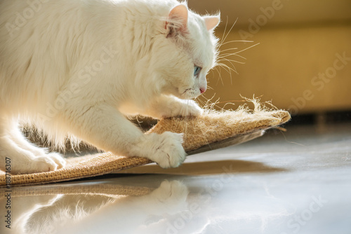 Fototapeta Naklejka Na Ścianę i Meble -  White cat and scratching post.