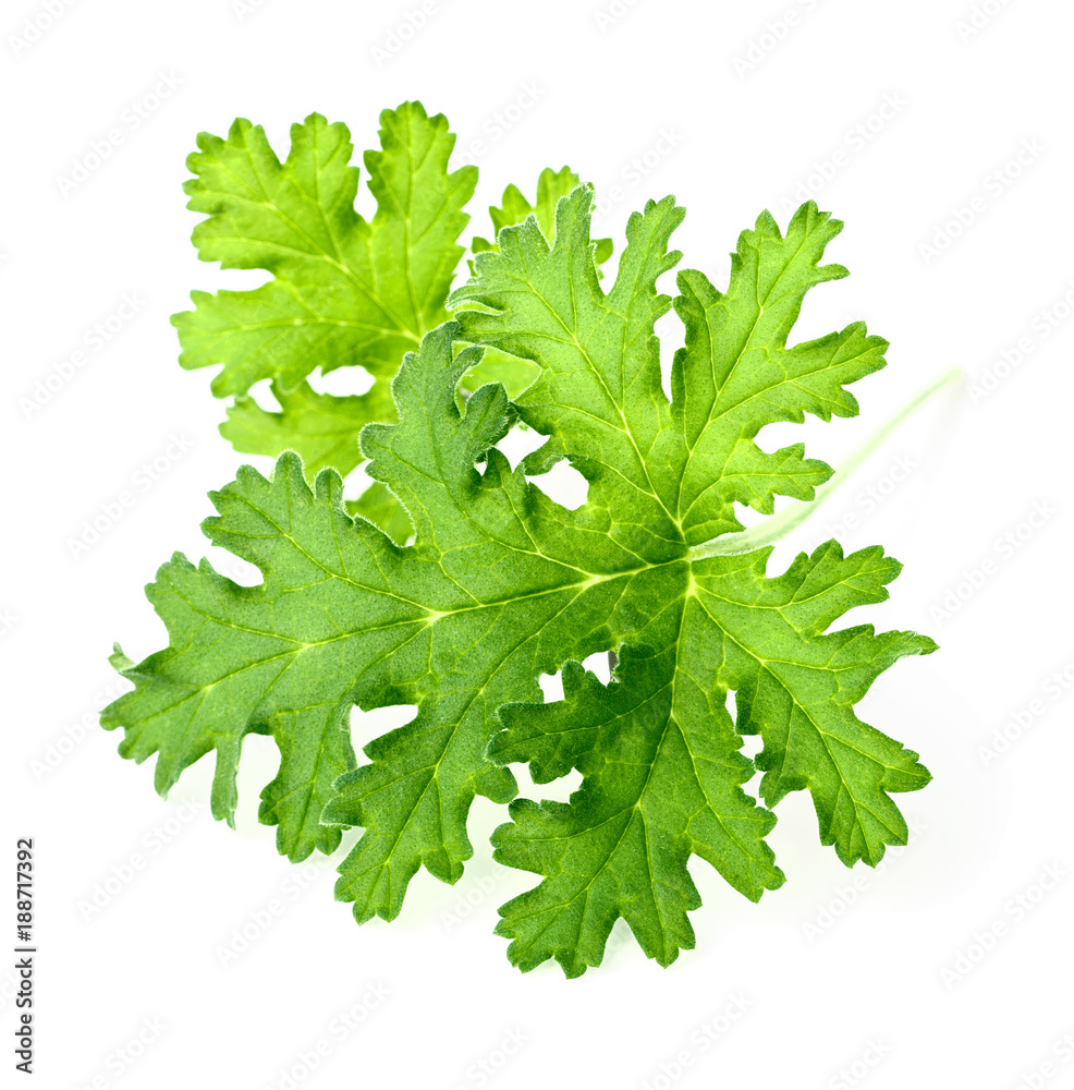 fresh rose geranium leaves isolated on white fresh rose geranium leaves isolated on white