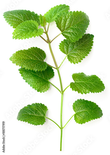fresh lemon balm isolatd on white