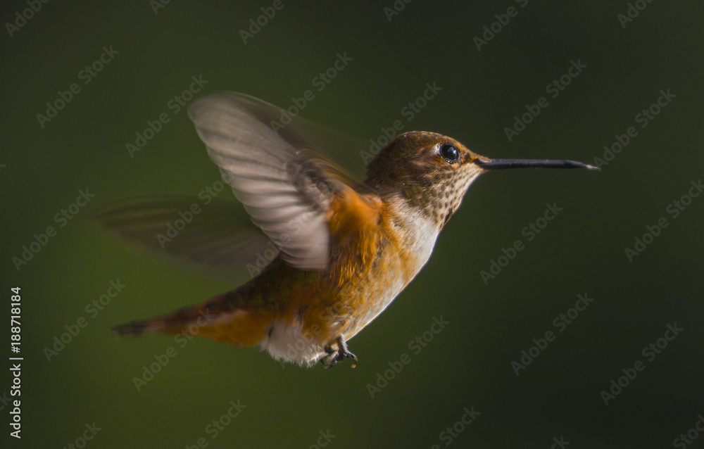 Fototapeta premium Rufous hummingbird