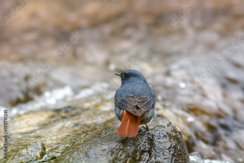 Plumbeous Water Redstart ; Rhyacornis fuliginosa with waterfall background photo