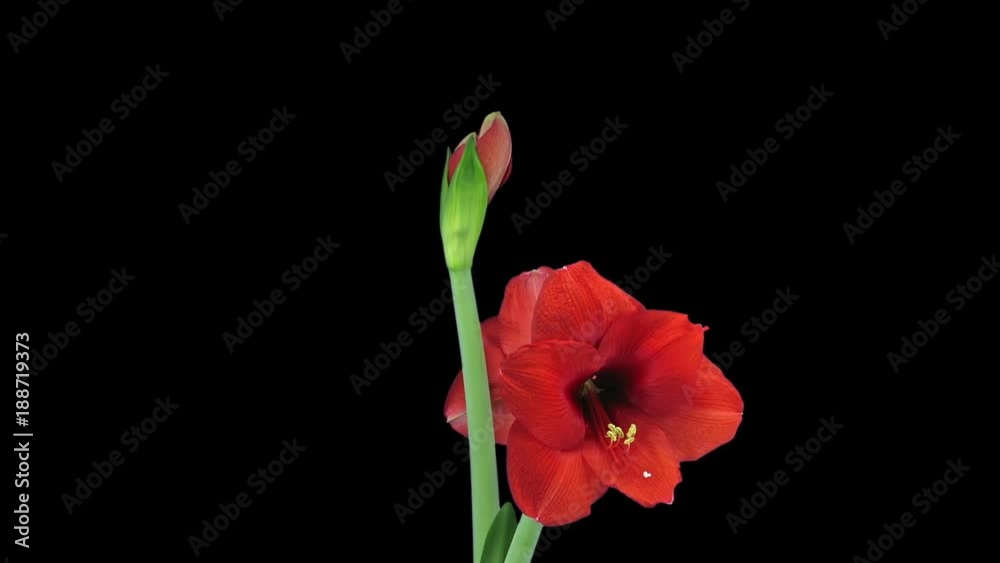 Time-lapse of growing, opening and rotating Royal Red amaryllis Christmas flower 3b3 in RGB + ALPHA matte format isolated on black background
Time-lapse of growing, opening and rotating Royal Red amaryllis Christmas flower 3b3 in RGB + ALPHA matte format isolated on black background