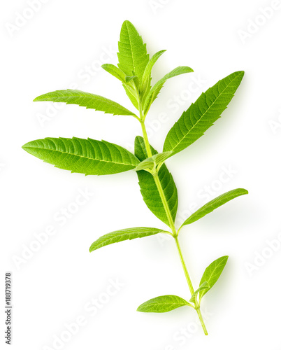 fresh lemon verbena leaves isolated on white