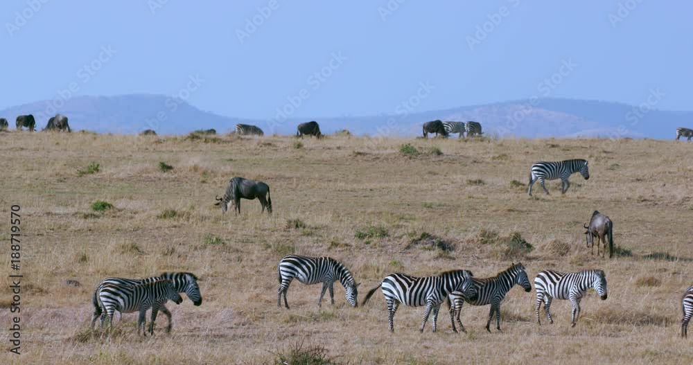 Burchell'S Zebras Migrating; Maasai Mara 4th September 2016; Maasai Mara, Kenya, Africa Burchell'S Zebras Migrating; Maasai Mara 4th September 2016; Maasai Mara, Kenya, Africa