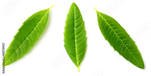 Fotografía fresh lemon verbena leaves isolated on white