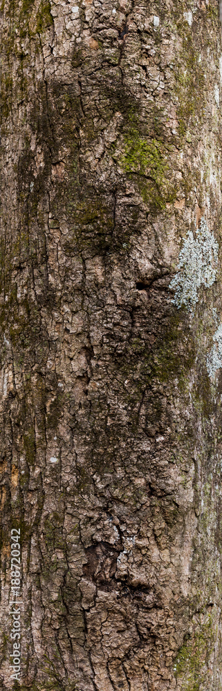 Tree bark and moss Tree bark and moss