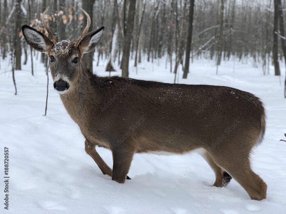 animal in the snow